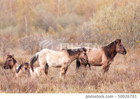 Konik Horses in Northern Groningen Konik Horses in Northern Groningen 50026783