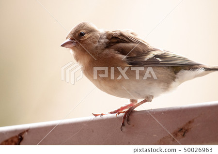 Cloe-up of a house sparrow. Cloe-up of a house sparrow. 50026963