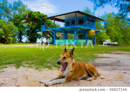 流浪狗在帕勞的佩勒留島上休息 流浪狗在帕勞的佩勒留島上休息 50027144