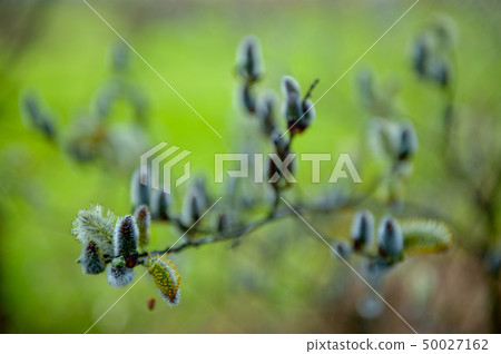 Bourgoyen on a sunny spring afternoon Bourgoyen on a sunny spring afternoon 50027162
