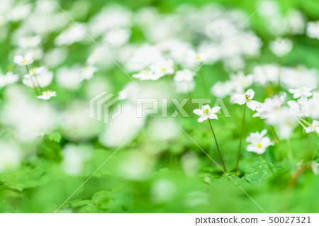 Tokyo Akatsuka Park flower 50027321