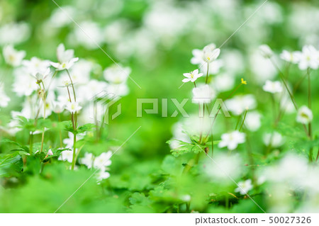 Tokyo Akatsuka Park flower 50027326