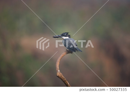 Adult Crested kingfisher (Megaceryle lugubris) 50027335