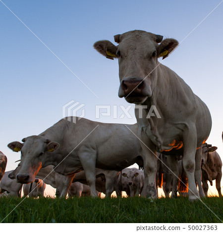 Cattle Grazing on the Frisian Mud Flats Cattle Grazing on the Frisian Mud Flats 50027363