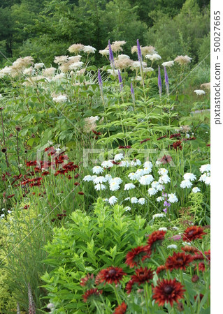 Summer flowering inn Negusa flowerbed, Hokkaido garden, gardening Summer flowering inn Negusa flowerbed, Hokkaido garden, gardening 50027665