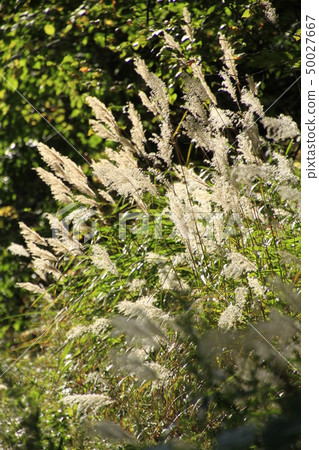 Autumn in the mountains Autumn in the mountains 50027667