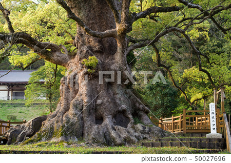 Kiryu no Kus Kagoshima Prefecture in the evening 50027696