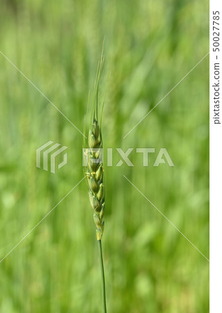 Wheat Wheat 50027785