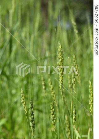 Wheat Wheat 50027786