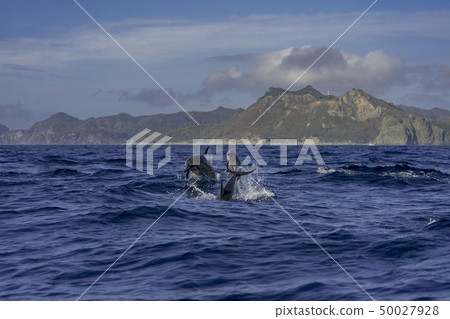 Parent-child Ogasawara of the spinner dolphin swimming to the sea while jumping 50027928