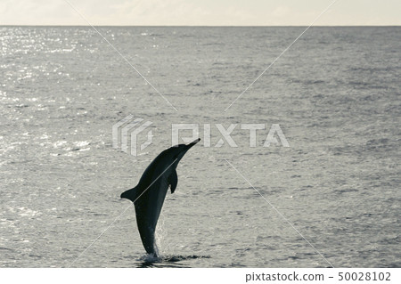 Japanese spiny dolphin Ogasawara jumping behind sparkling sea Japanese spiny dolphin Ogasawara jumping behind sparkling sea 50028102