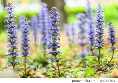 紅海鯛(Ajuga leptans) 紅海鯛(Ajuga leptans) 50028105