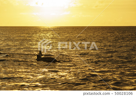 日落海 日落海 50028106