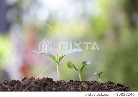 Growing green sapling tree plants Growing green sapling tree plants 50028246