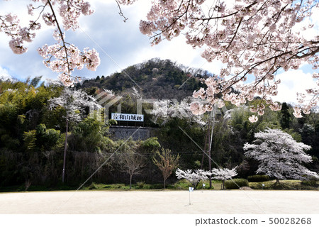 Sawayama Castle ruins of spring 50028268