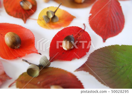 Fall image Fall image 50028295
