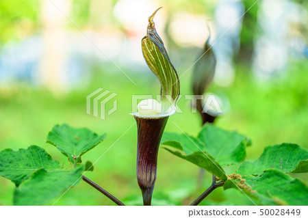 YUKIMOCHISOU 50028449