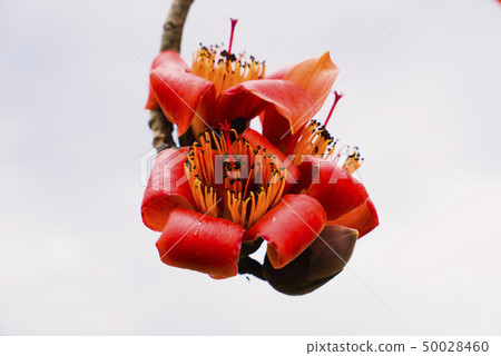 木棉花開 50028460