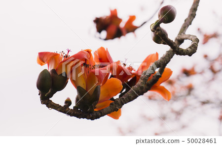 木棉花開 木棉花開 50028461