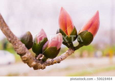 木棉花開 50028464