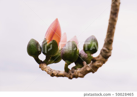 木棉花開 50028465