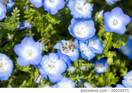 Nemophila and honey bee Nemophila and honey bee 50028475
