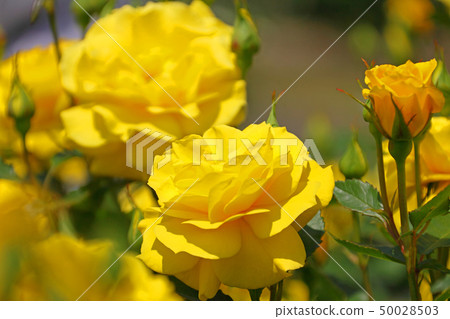 黃色玫瑰花群 50028503