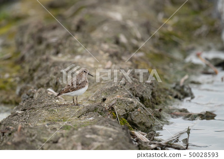 美麗的夏天羽毛Ojiro Toonen 美麗的夏天羽毛Ojiro Toonen 50028593