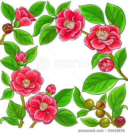 camellia vector frame camellia vector frame 50028656