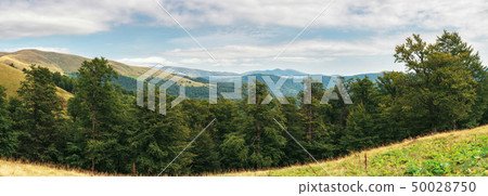 primeval beech forest in mountains 50028750