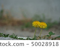 dandelion 50028918