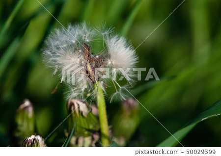 Insect eating a dandelion 50029399