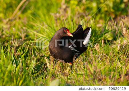 Common Moorhen in East Flanders 50029419