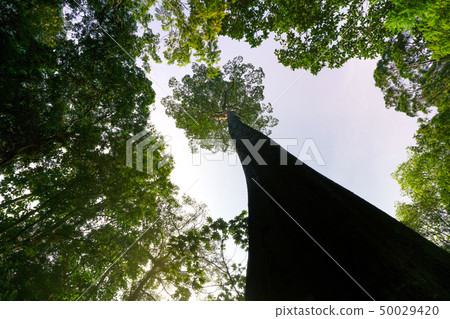 Green planet concept, gigantic tree reaching to Green planet concept, gigantic tree reaching to 50029420