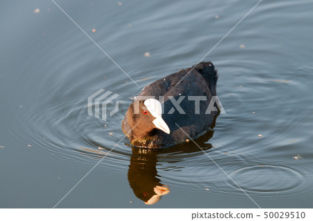Eurasian coot in East Flanders 50029510