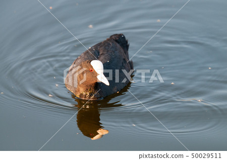 Eurasian coot in East Flanders 50029511
