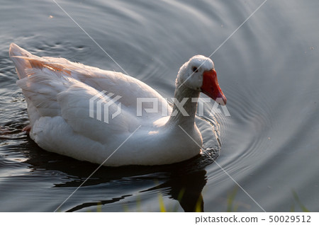 Feral Greylag Goose in East Flanders 50029512