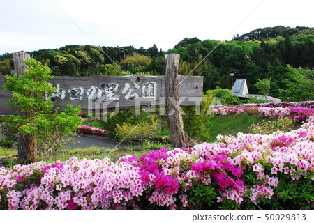 Name of "field village park of oil field" and azalea (Makinohara City, Shizuoka Prefecture) Name of "field village park of oil field" and azalea (Makinohara City, Shizuoka Prefecture) 50029813
