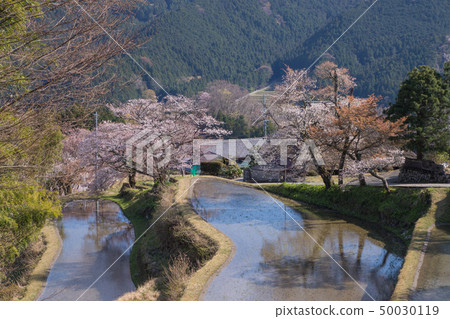 Cherry blossoms in three sides Cherry blossoms in three sides 50030119