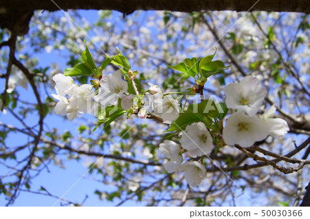 2盛開山崎 50030366