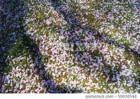 Cherry petals and shadow Cherry petals and shadow 50030548