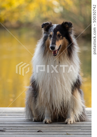 A beautiful collie with long hair out in nature A beautiful collie with long hair out in nature 50030742