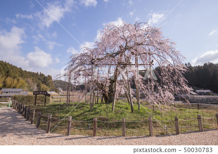 Weeping cherry blossoms in the field 50030783