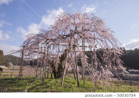 Weeping cherry blossoms in the field 50030784
