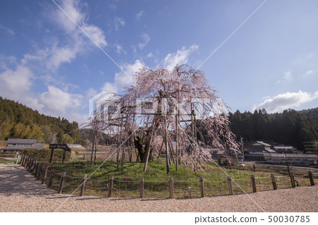 Weeping cherry blossoms in the field 50030785