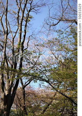 Cherry blossoms in the park 50031029