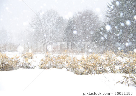Hokkaido's snow scene, snowfall, snowfall and snowfall village landscape Hokkaido's snow scene, snowfall, snowfall and snowfall village landscape 50031193