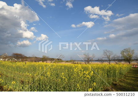 Spring Teganuma 50031210