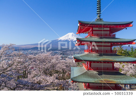 Mt.Fuji, the five-storied pagoda and cherry blossoms Mt.Fuji, the five-storied pagoda and cherry blossoms 50031339