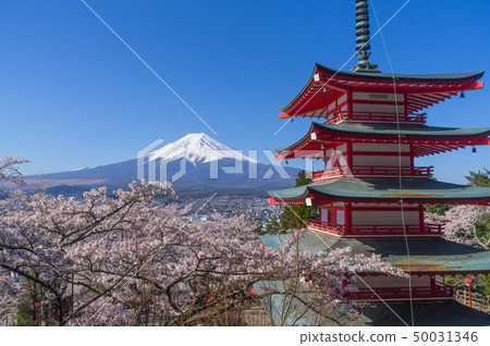 富士山，五層寶塔和櫻花 50031346